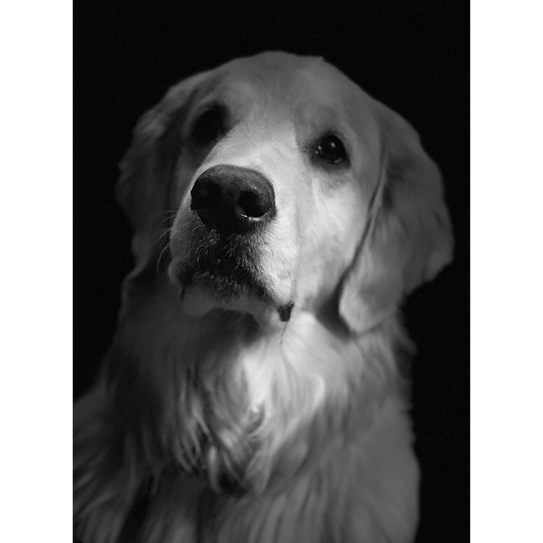 Golden retriever portrait